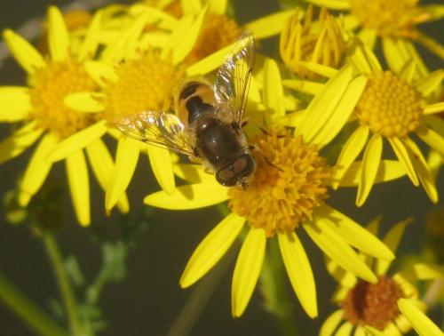 Eristalis arbustorum